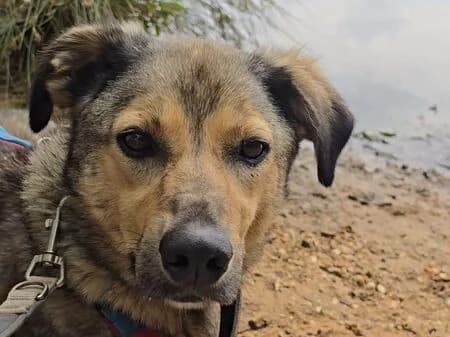 Sheldon, braun male 7yo Mixed Breed for adoption at Tierschutzverein für den Rhein-Kreis Neuss e.V.