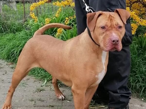 Stella, hellbraun female Mixed Breed for adoption at Tierschutzverein für den Rhein-Kreis Neuss e.V.