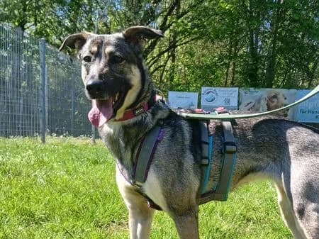 Touka, female 3yo Mixed Breed for adoption at Tierschutzverein für den Rhein-Kreis Neuss e.V.