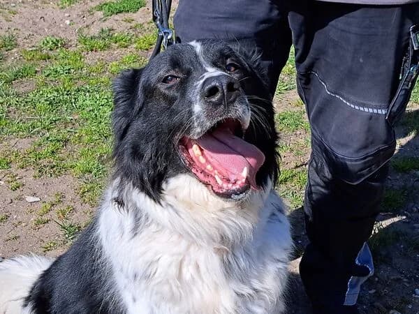 Tyron, schwarz male senior Mixed Breed for adoption at Tierschutzverein für den Rhein-Kreis Neuss e.V.