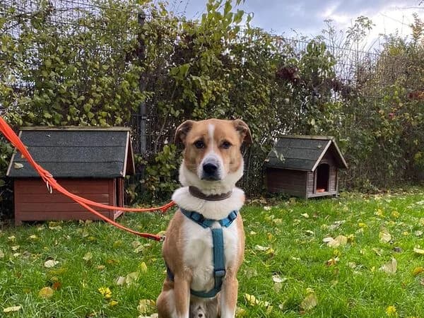 Möhre, beige female senior Mixed Breed for adoption at Tierschutzverein für den Rhein-Kreis Neuss e.V.