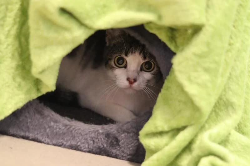 Alica - EKH, female European Shorthair for adoption at Tierschutzverein Rheine, Neuenkirchen