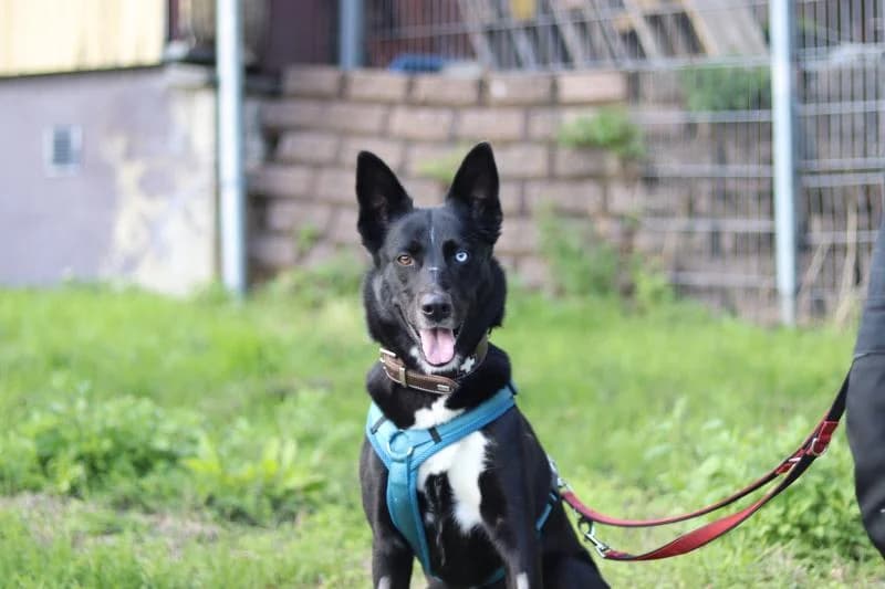 Angel - Husky-Mischling, female Husky for adoption at Tierschutzverein Rheine, Neuenkirchen
