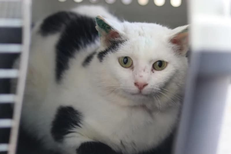 Berti - EKH, male European Shorthair for adoption at Tierschutzverein Rheine, Neuenkirchen