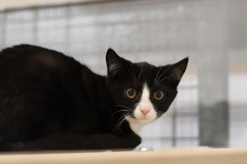 Bienchen - EKH, female European Shorthair for adoption at Tierschutzverein Rheine, Neuenkirchen
