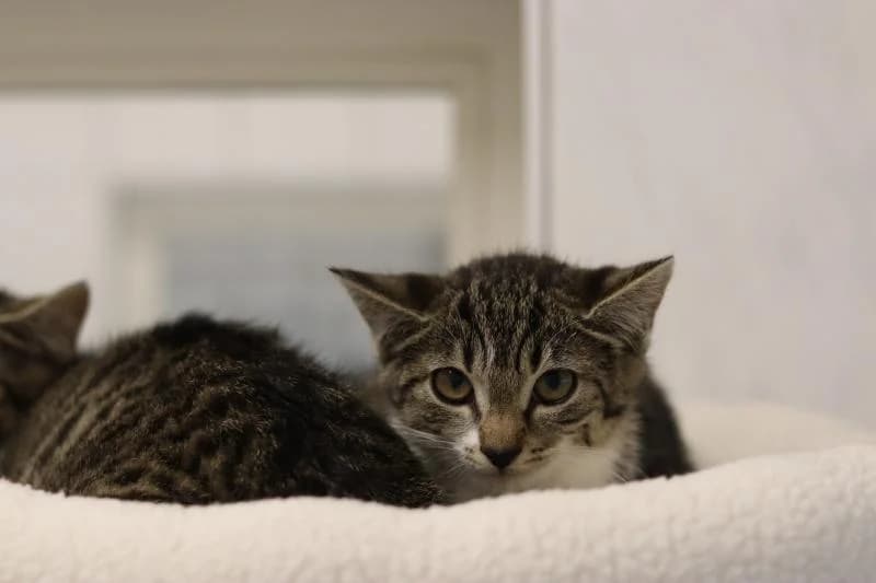 Blitz - EKH, male European Shorthair for adoption at Tierschutzverein Rheine, Neuenkirchen