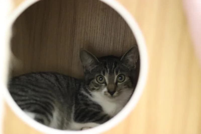 Blitz - EKH, female European Shorthair for adoption at Tierschutzverein Rheine, Neuenkirchen