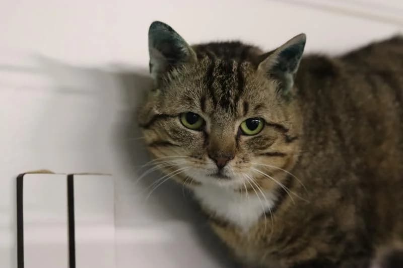 Bommel - EKH, male European Shorthair for adoption at Tierschutzverein Rheine, Neuenkirchen