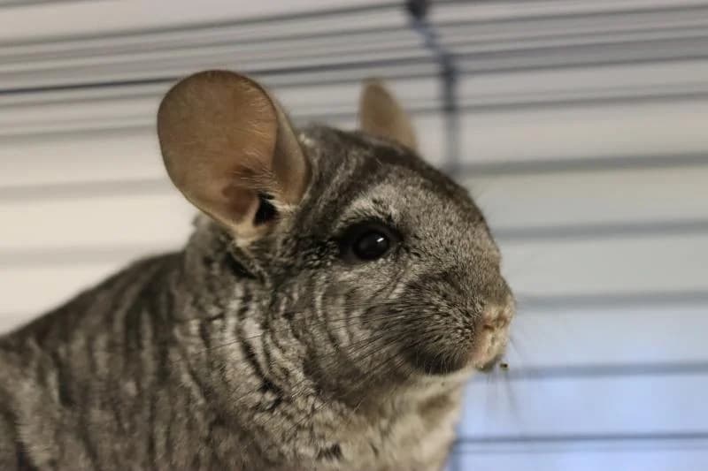 Chanel, female Chinchilla for adoption at Tierschutzverein Rheine, Neuenkirchen