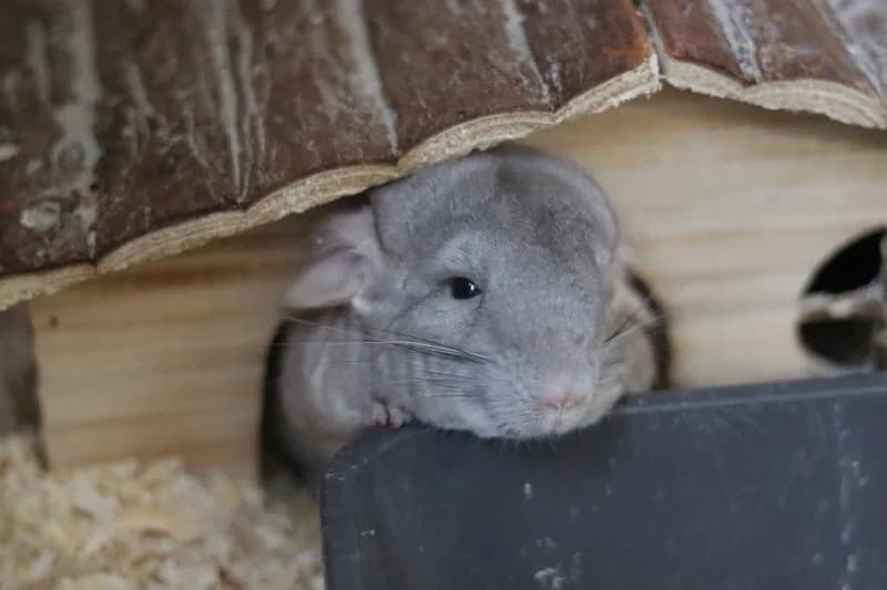 Chloé, female Chinchilla for adoption at Tierschutzverein Rheine, Neuenkirchen