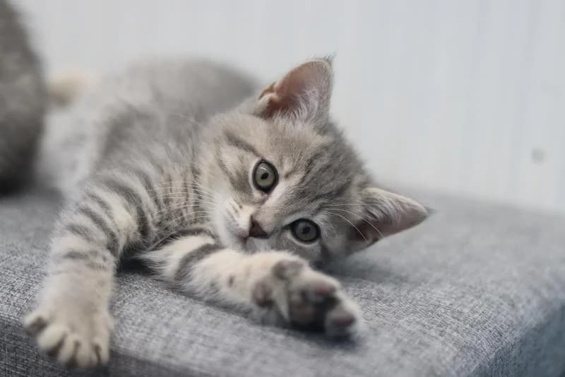 Daphne - Scottish Fold, female Scottish Fold for adoption at Tierschutzverein Rheine, Neuenkirchen