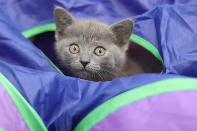 Delia - Scottish Fold -Mix, female Scottish Fold for adoption at Tierschutzverein Rheine, Neuenkirchen