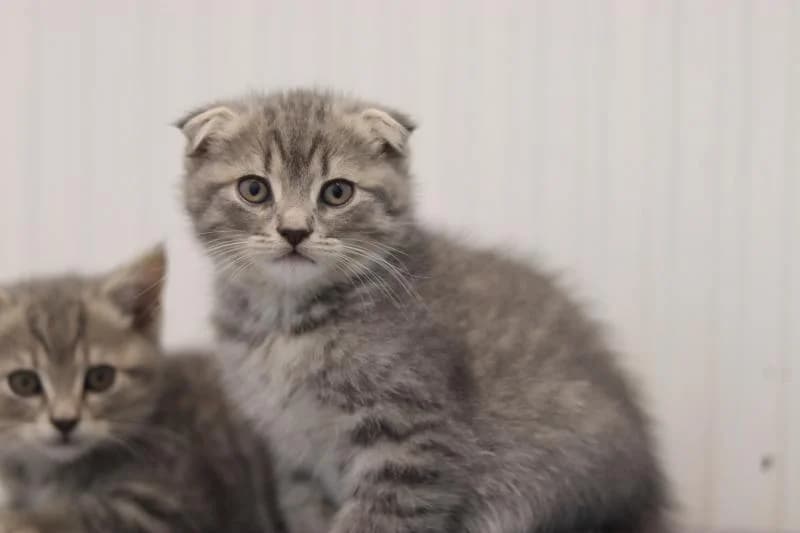 Dion - Scottish Fold Mix, male Scottish Fold for adoption at Tierschutzverein Rheine, Neuenkirchen