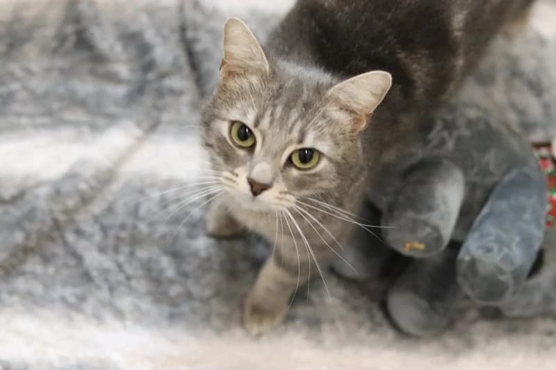 Dory - EKH, female European Shorthair for adoption at Tierschutzverein Rheine, Neuenkirchen