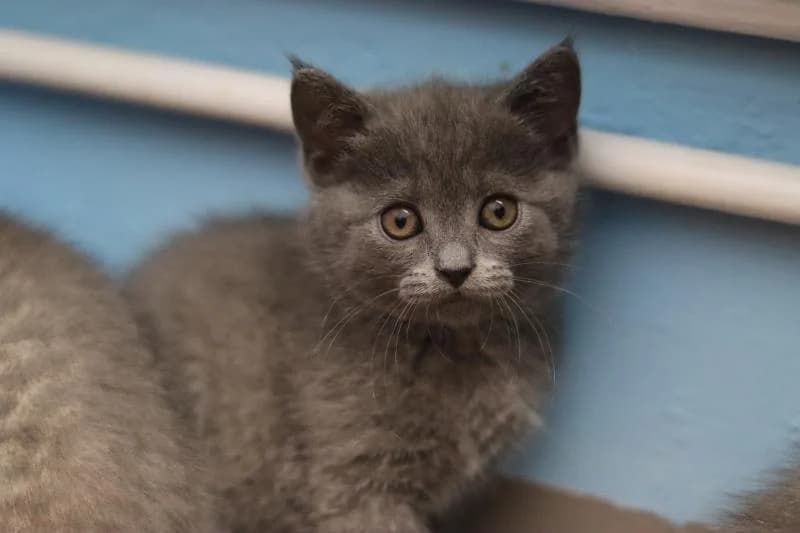 Dua - Scottish-Fold-Mix, female mixed breed for adoption at Tierschutzverein Rheine, Neuenkirchen