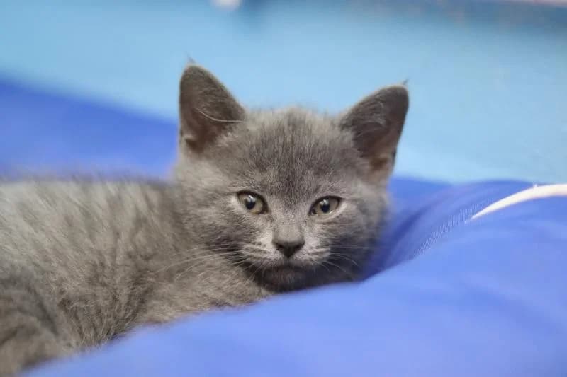 Duana - Scottish Fold-Mix, female Scottish Fold for adoption at Tierschutzverein Rheine, Neuenkirchen