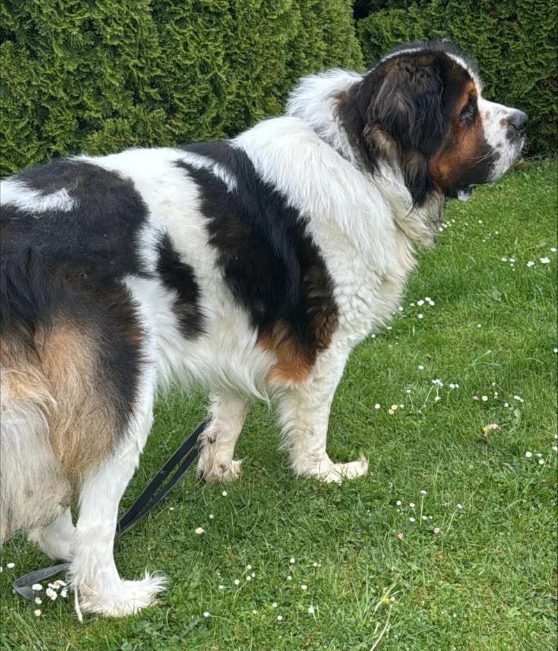 Externe Tiere, male Saint Bernard for adoption at Tierschutzverein Rheine, Neuenkirchen