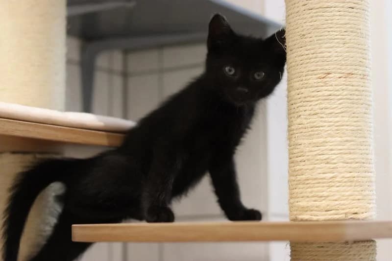Evoli - EKH, female European Shorthair for adoption at Tierschutzverein Rheine, Neuenkirchen