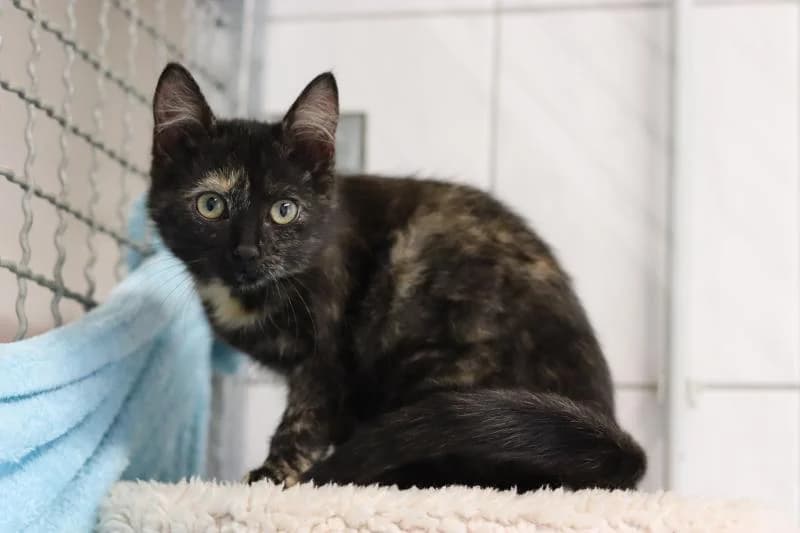 Feli - EKH, female European Shorthair for adoption at Tierschutzverein Rheine, Neuenkirchen