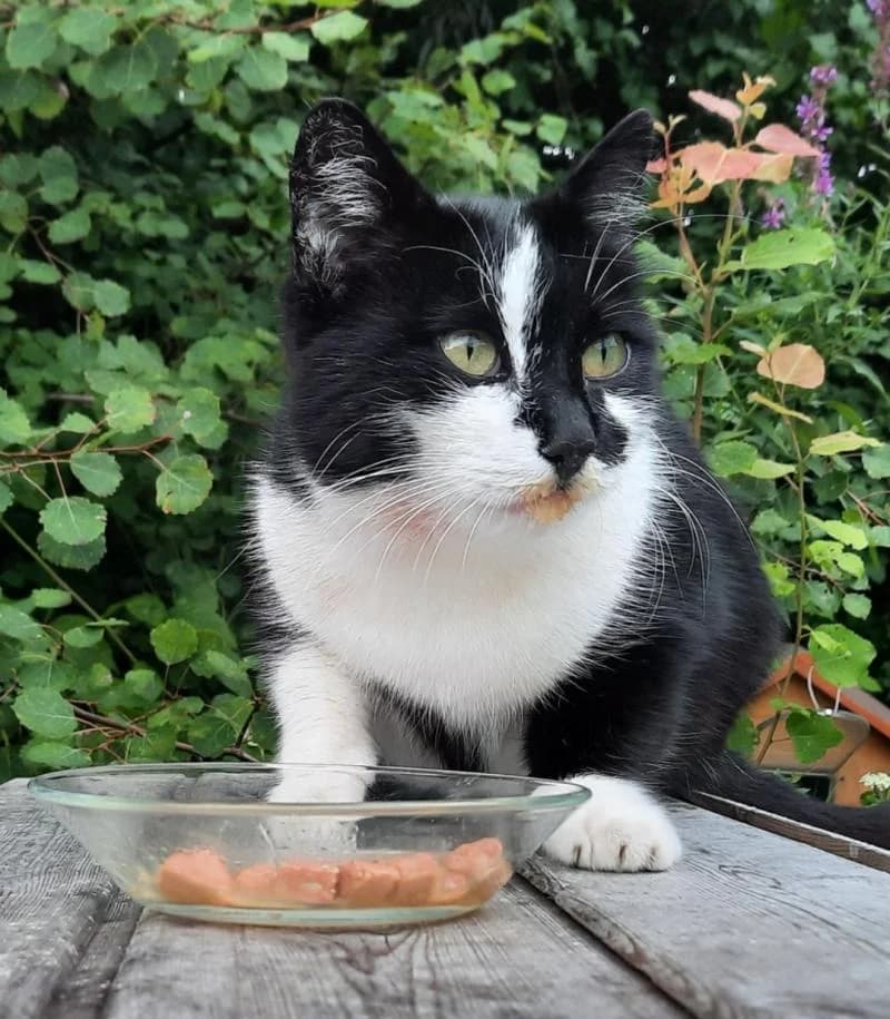 Externe Tiere, male European Shorthair for adoption at Tierschutzverein Rheine, Neuenkirchen