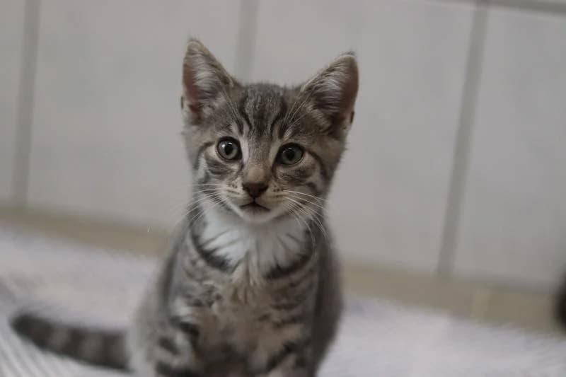 Firlefranz - EKH, male European Shorthair for adoption at Tierschutzverein Rheine, Neuenkirchen