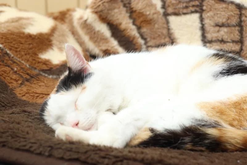Flora - EKH, female European Shorthair for adoption at Tierschutzverein Rheine, Neuenkirchen