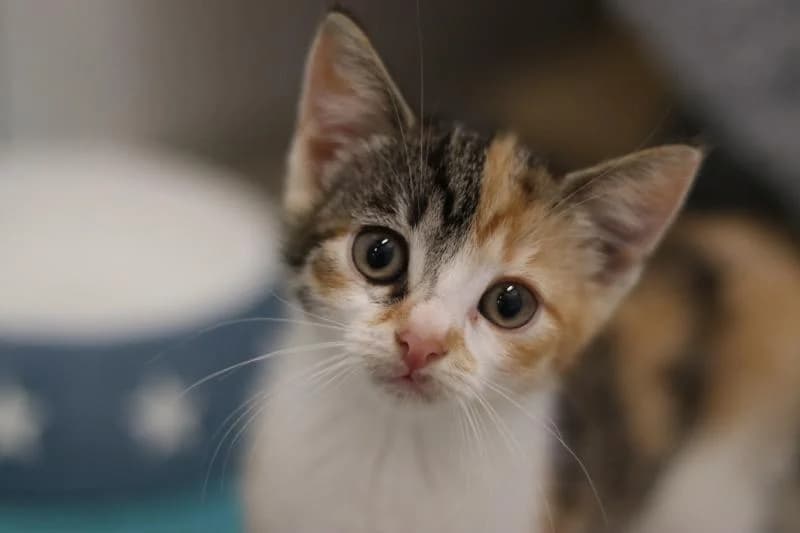 Fluse - EKH, female European Shorthair for adoption at Tierschutzverein Rheine, Neuenkirchen