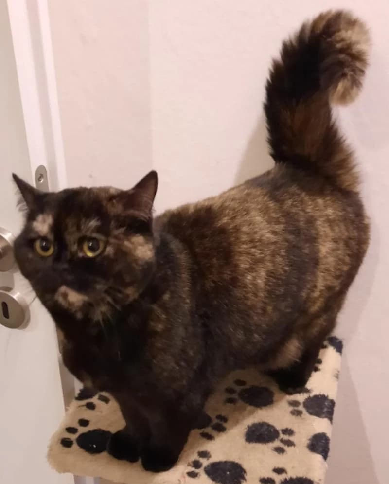 Externe Tiere, female European Shorthair for adoption at Tierschutzverein Rheine, Neuenkirchen