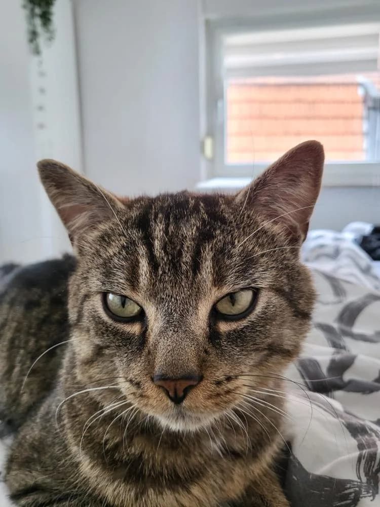 Externe Tiere, male European Shorthair for adoption at Tierschutzverein Rheine, Neuenkirchen
