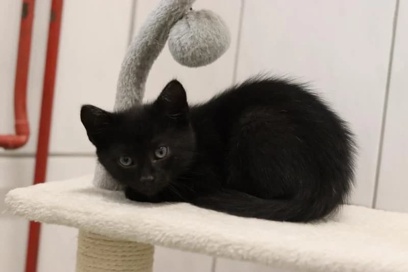 Glumanda - EKH, male European Shorthair for adoption at Tierschutzverein Rheine, Neuenkirchen