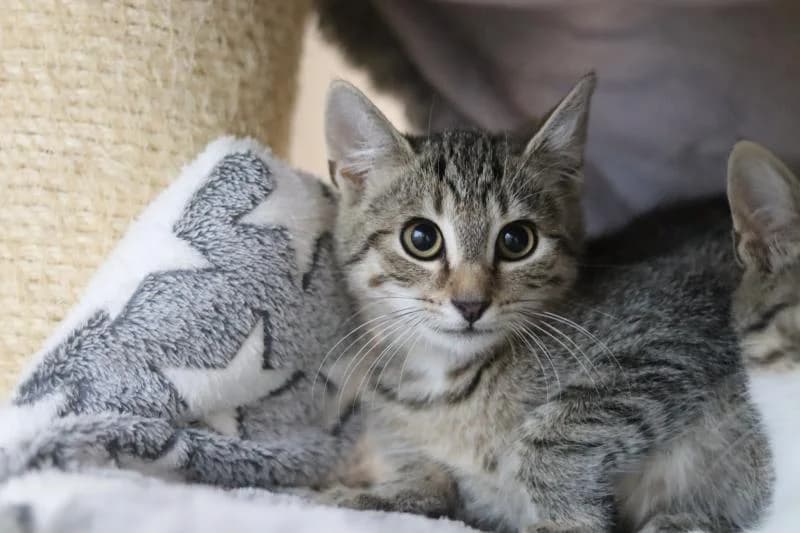 Harry - EKH, male European Shorthair for adoption at Tierschutzverein Rheine, Neuenkirchen