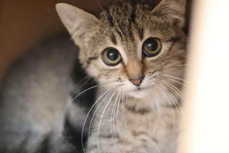 Hermine - EKH, female European Shorthair for adoption at Tierschutzverein Rheine, Neuenkirchen