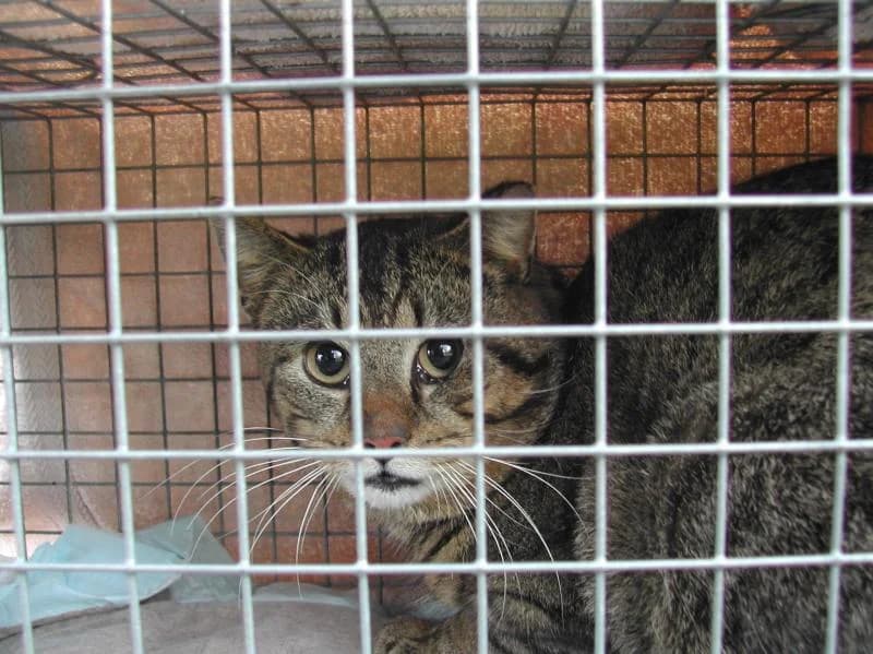 Externe Tiere, male European Shorthair for adoption at Tierschutzverein Rheine, Neuenkirchen