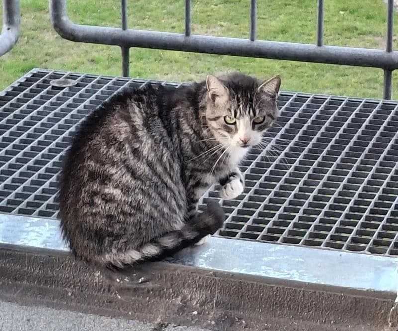 Externe Tiere, male European Shorthair for adoption at Tierschutzverein Rheine, Neuenkirchen