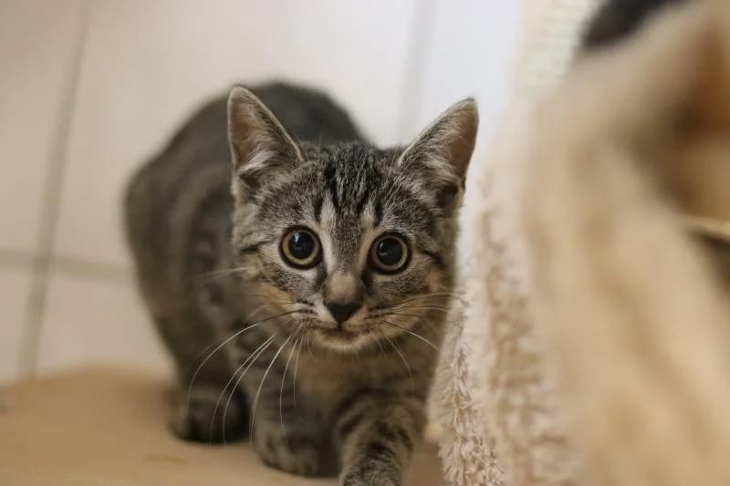 Hulli - EKH, female European Shorthair for adoption at Tierschutzverein Rheine, Neuenkirchen