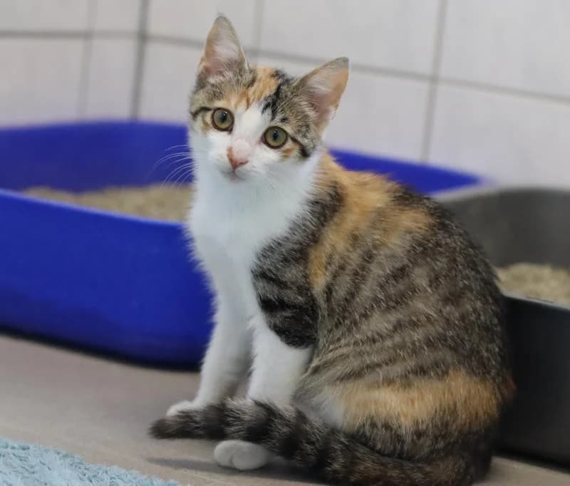 Hummel - EKH, female European Shorthair for adoption at Tierschutzverein Rheine, Neuenkirchen