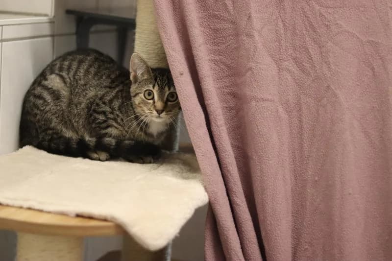 Husch - EKH, female European Shorthair for adoption at Tierschutzverein Rheine, Neuenkirchen