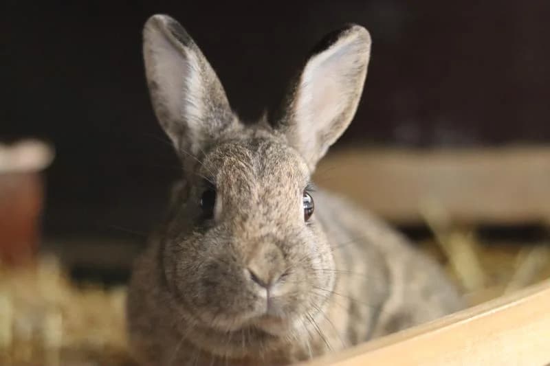 Irma, female mixed breed for adoption at Tierschutzverein Rheine, Neuenkirchen