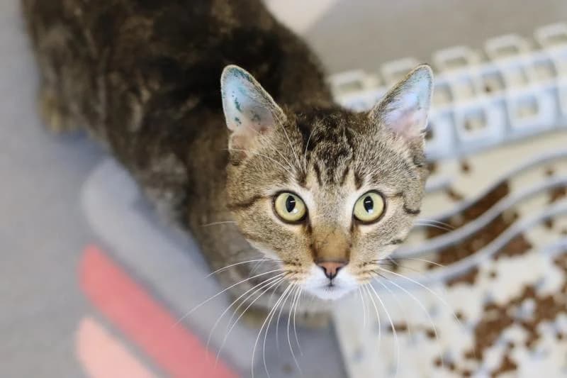 Jimmy - EKH, male European Shorthair for adoption at Tierschutzverein Rheine, Neuenkirchen