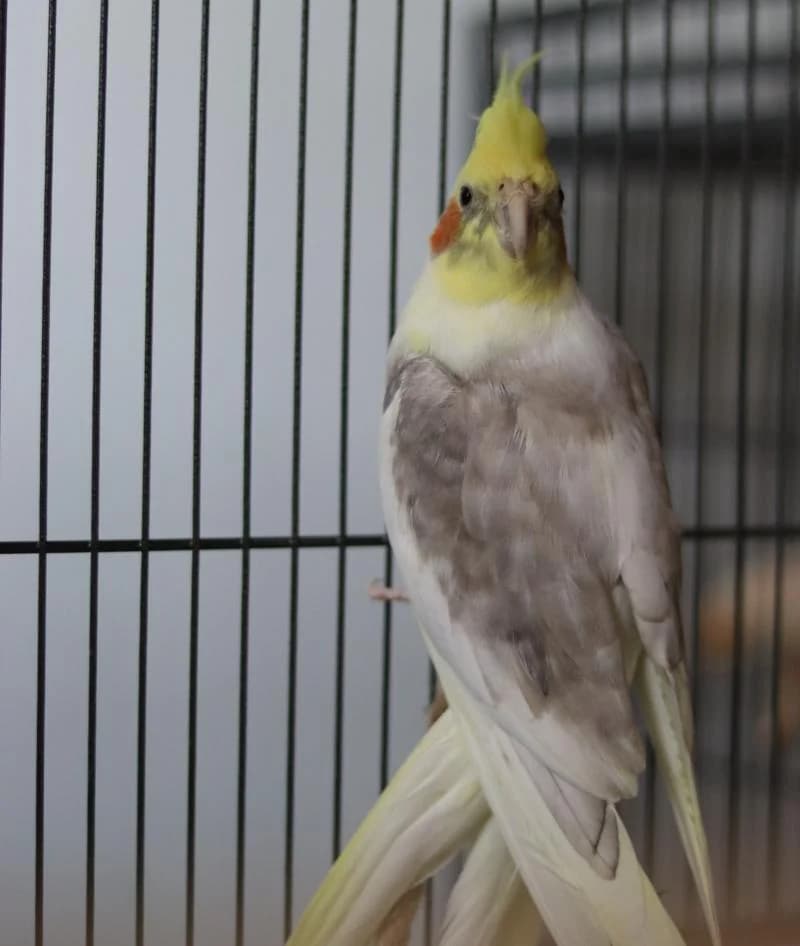 Jochen, mixed breed for adoption at Tierschutzverein Rheine, Neuenkirchen