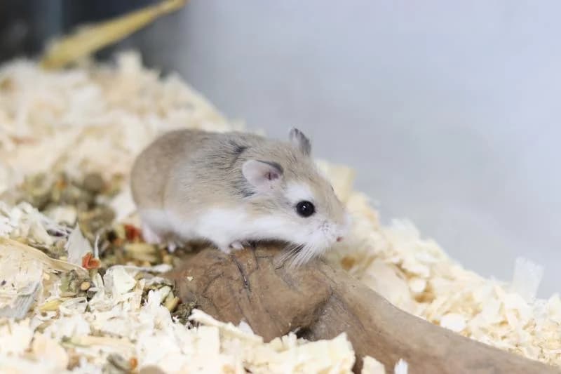 Juri, male mixed breed for adoption at Tierschutzverein Rheine, Neuenkirchen