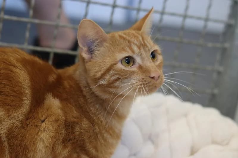 Kasimir - EKH, male European Shorthair for adoption at Tierschutzverein Rheine, Neuenkirchen