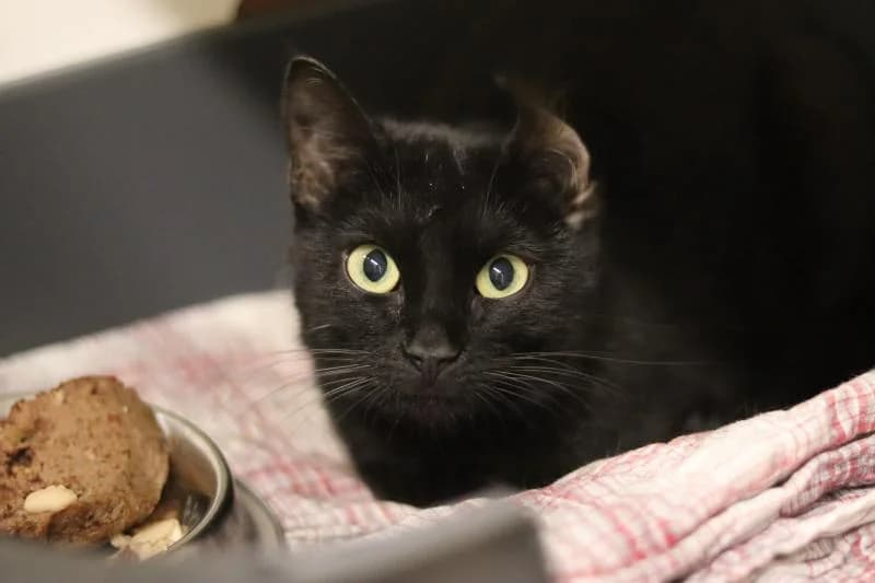 Externe Tiere, female European Shorthair for adoption at Tierschutzverein Rheine, Neuenkirchen