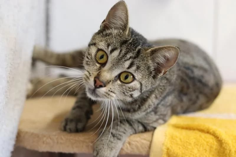 Liesel - EKH, female European Shorthair for adoption at Tierschutzverein Rheine, Neuenkirchen