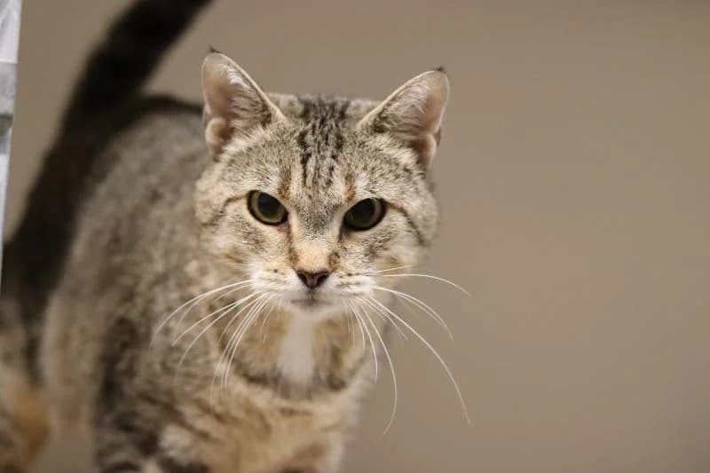 Lona - EKH, female European Shorthair for adoption at Tierschutzverein Rheine, Neuenkirchen