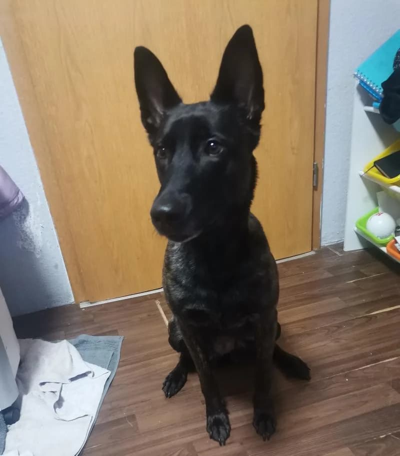 Externe Tiere, female Belgian Malinois for adoption at Tierschutzverein Rheine, Neuenkirchen