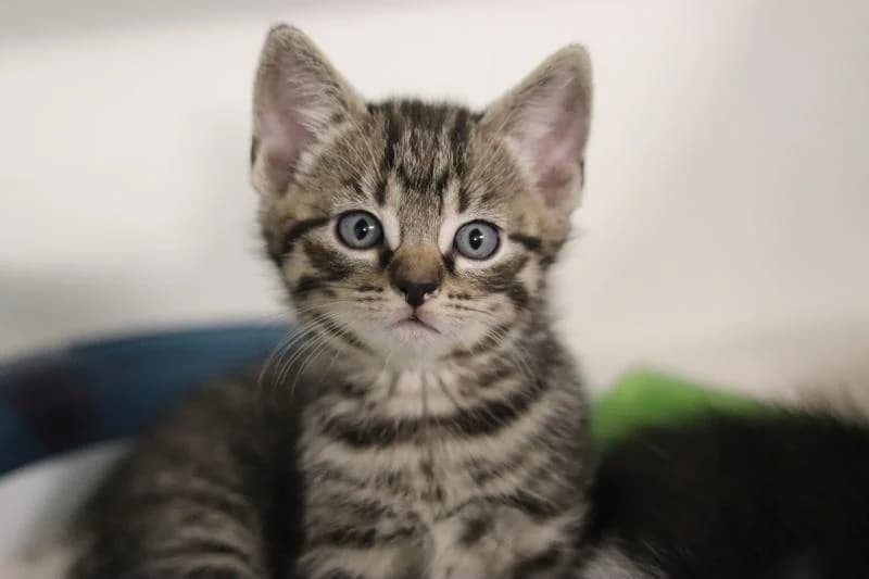 Marlo - EKH, male European Shorthair for adoption at Tierschutzverein Rheine, Neuenkirchen