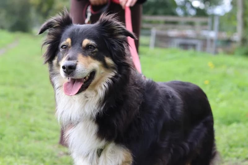 Mary - Australien Shepherd, female mixed breed for adoption at Tierschutzverein Rheine, Neuenkirchen