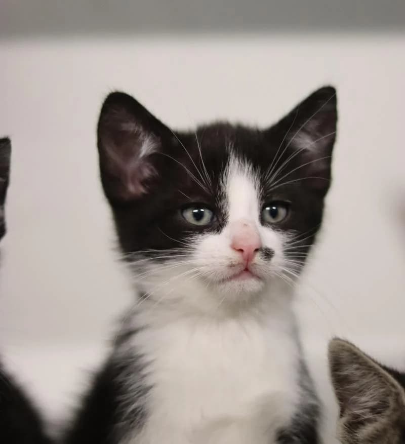 Matti - EKH, male European Shorthair for adoption at Tierschutzverein Rheine, Neuenkirchen