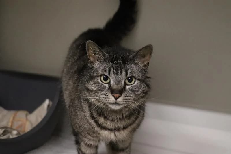 Mausi - EKH, female European Shorthair for adoption at Tierschutzverein Rheine, Neuenkirchen
